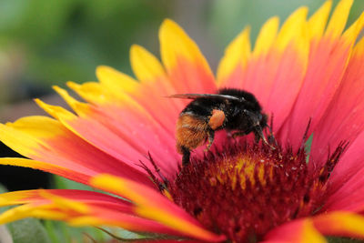 Close-up of bee pollinating on flower