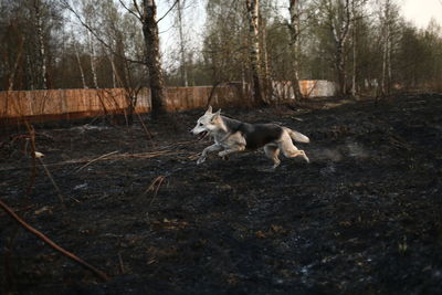 View of dogs on field in forest