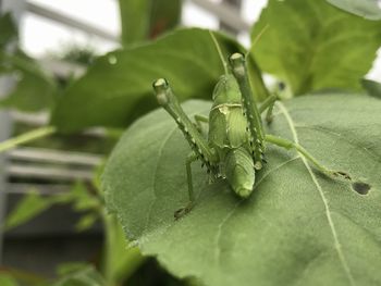 Close-up of insect on leaves