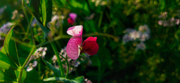 Close-up of pink flower