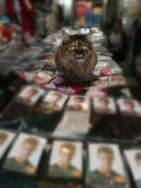 Portrait of cat sitting on floor