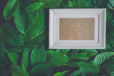 Directly above shot of blank picture frame amidst green leaves