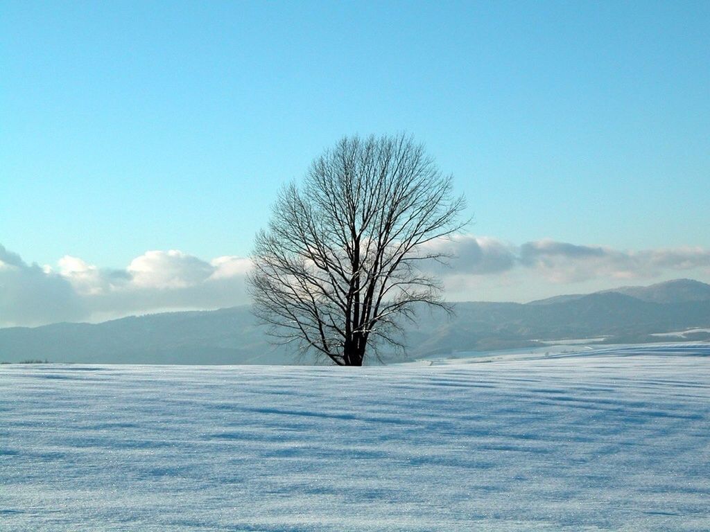 bare tree, tranquil scene, tranquility, snow, winter, cold temperature, scenics, beauty in nature, mountain, tree, nature, sky, landscape, blue, water, mountain range, season, clear sky, lake, branch