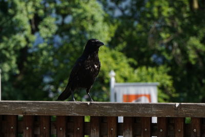 Bird perching on a railing