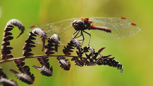 Close-up of dragonfly on a fern leaf