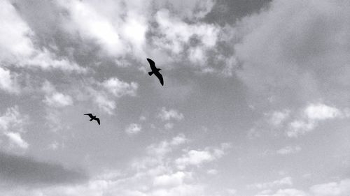 Low angle view of bird flying in sky