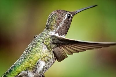 Close-up of bird