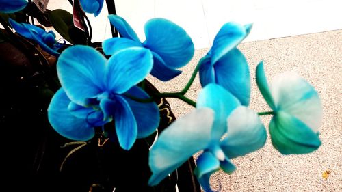 Close-up of blue flowering plant