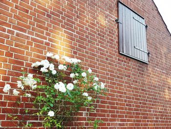 Flowers on brick wall of building