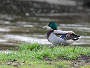 Side view of a duck in a lake
