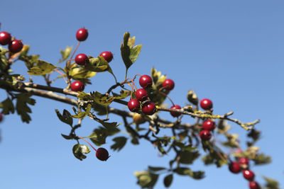 Low angle view of berries on tree against sky