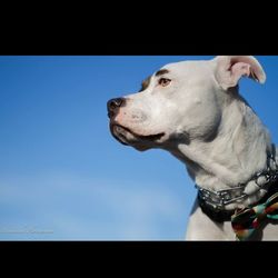 Low angle view of dog against sky