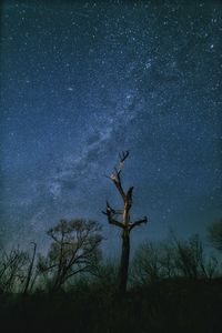 Low angle view of silhouette tree against sky at night