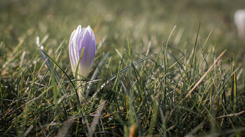 Close-up of plant growing on field