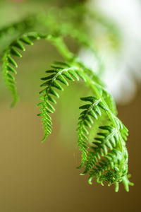 Close-up of fern leaf