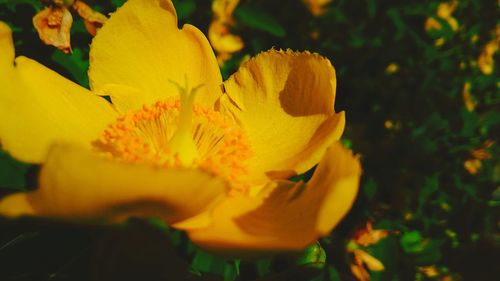 Close-up of yellow flower blooming outdoors