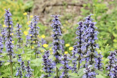 Close-up of purple lavender flowers on field