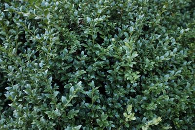 Full frame shot of plants growing outdoors