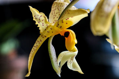 Close-up of yellow flower against blurred background