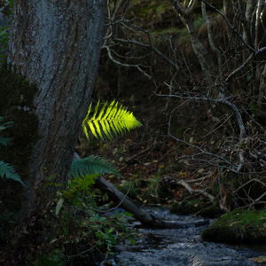 Green tree trunk in forest