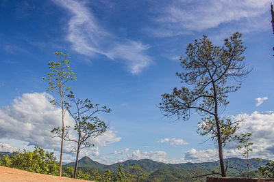 Low angle view of trees against sky