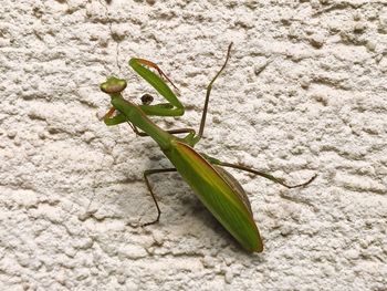 Close-up of grasshopper