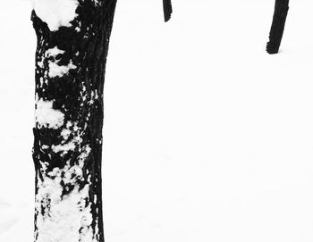 Trees on snow covered field against sky