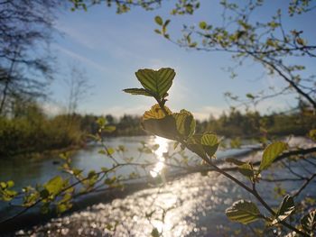 Close-up of flowering plant against lake