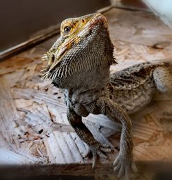 Close-up of bearded dragon on wood shavings