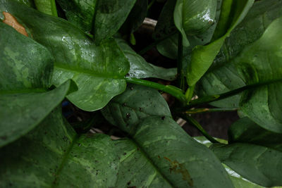 Full frame shot of wet leaves