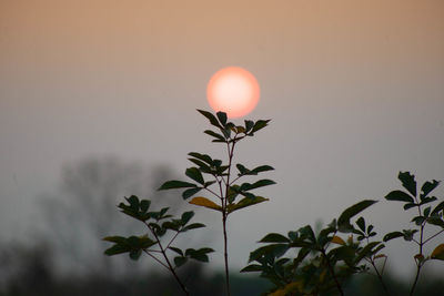 Close-up of silhouette plant against sky at sunset