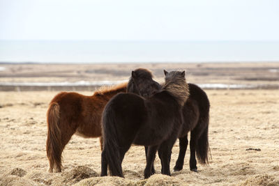 Wild herd of icelandic ponies on a meadow in spring