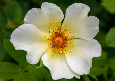 Close-up of white flowering plant