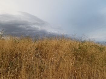 Scenic view of field against sky