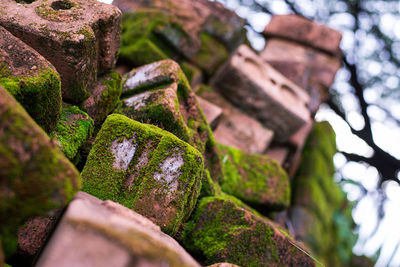 Close-up of moss on rock