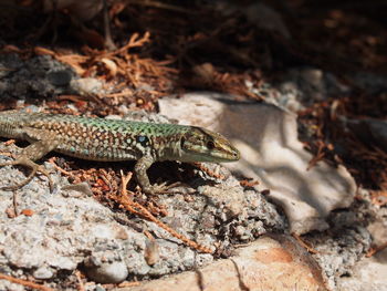 Close-up of lizard on rock