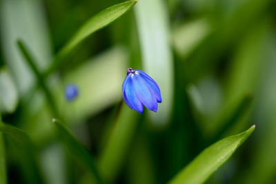 Close-up of purple blue flower