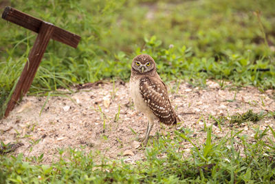 Bird perching on a field