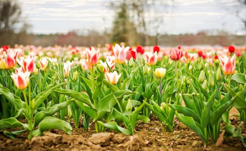 Close-up of flowers growing in field