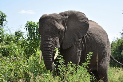 Elephant in a tree