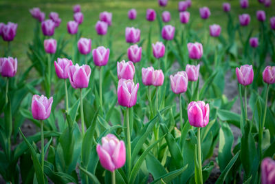 Close-up of pink tulips in field