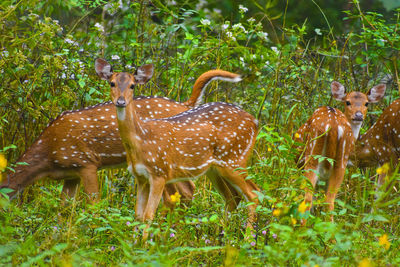 Deer standing in field