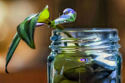 Close-up of water drops on glass vase