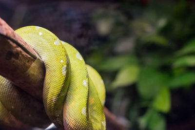 Close-up of snake