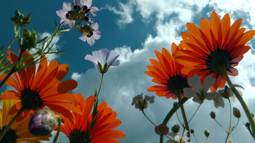 Close-up of orange flowering plants against sky