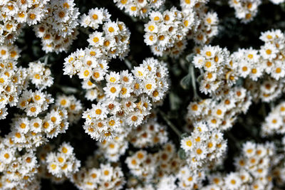 Helichrysum silver dome