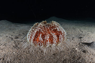 Close-up of crab on sea shore