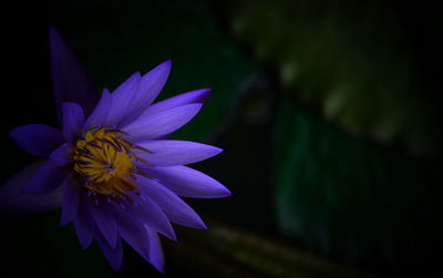 Close-up of purple flower