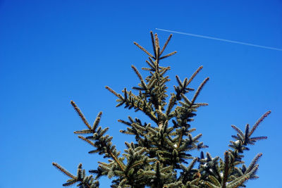 Low angle view of plants against clear blue sky