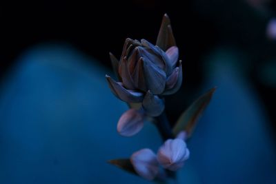 Close-up of blue rose flower